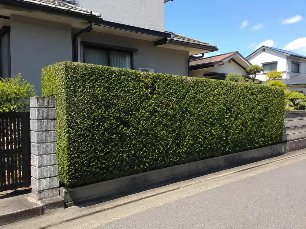 ボサボサの生垣を美しくお手入れ（作業後）
