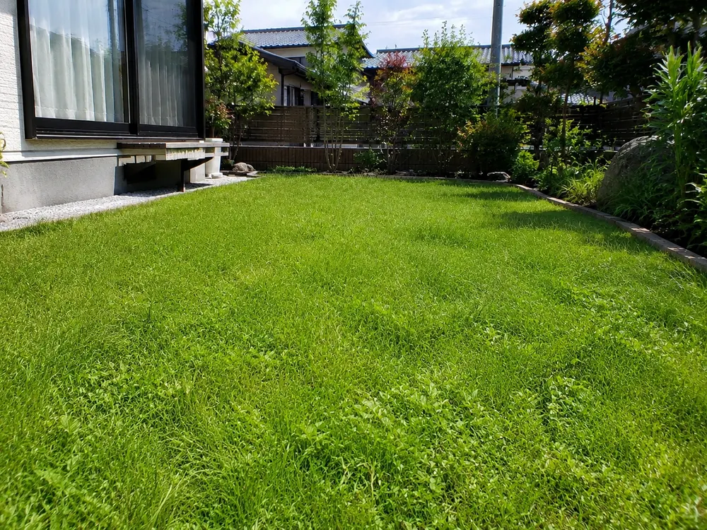 芝生の刈り込みでゴルフ場のような庭に（作業前）